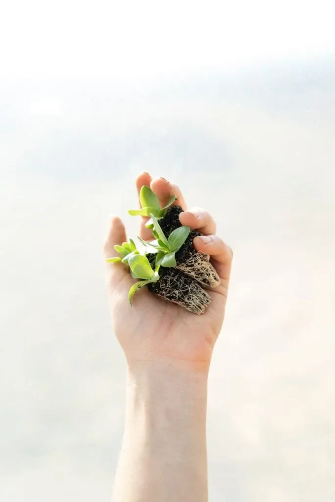 Mână ținând cu grijă o plantă mică — simbol al creșterii și transformării
